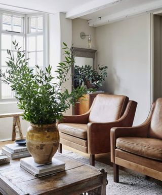 A large huoseplant in a large vase on a living room table, two brown leather chairs