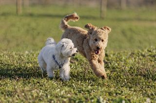 "Two young puppies, happy and cheerful, playing and running together in the field."