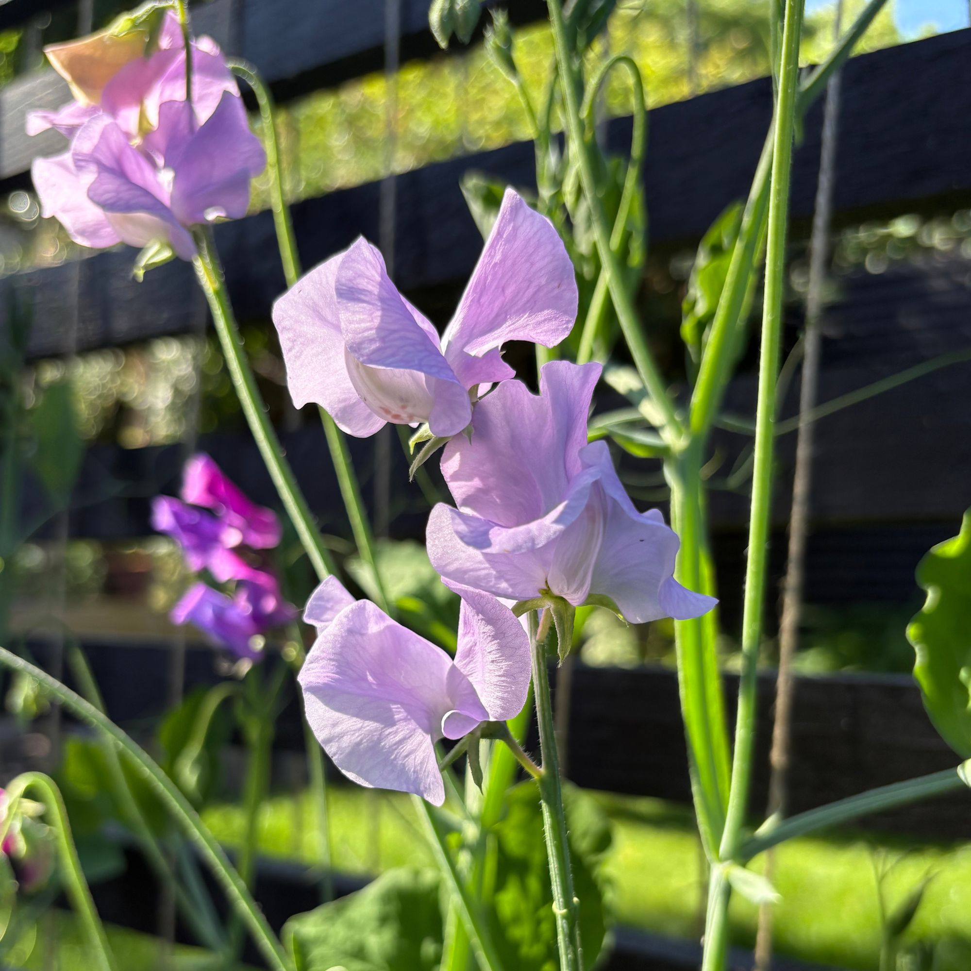 Purple sweet peas growing in garden