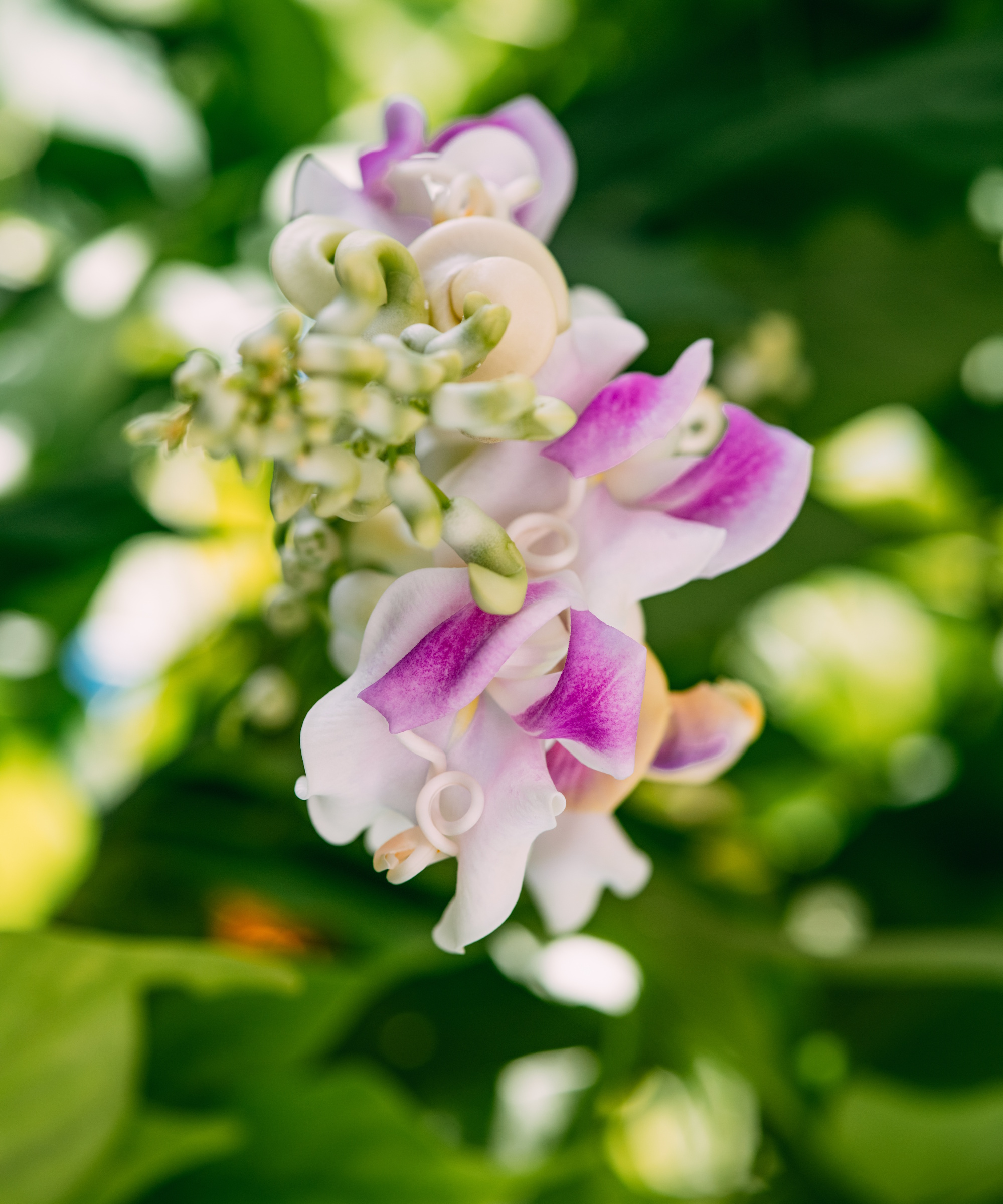 Corkscrew vine flowers