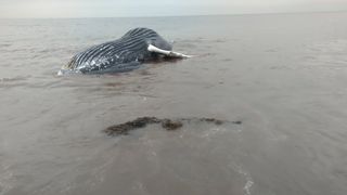 A necropsy on the deceased whale found that aside from its injuries it was in good condition and did not appear malnourished.