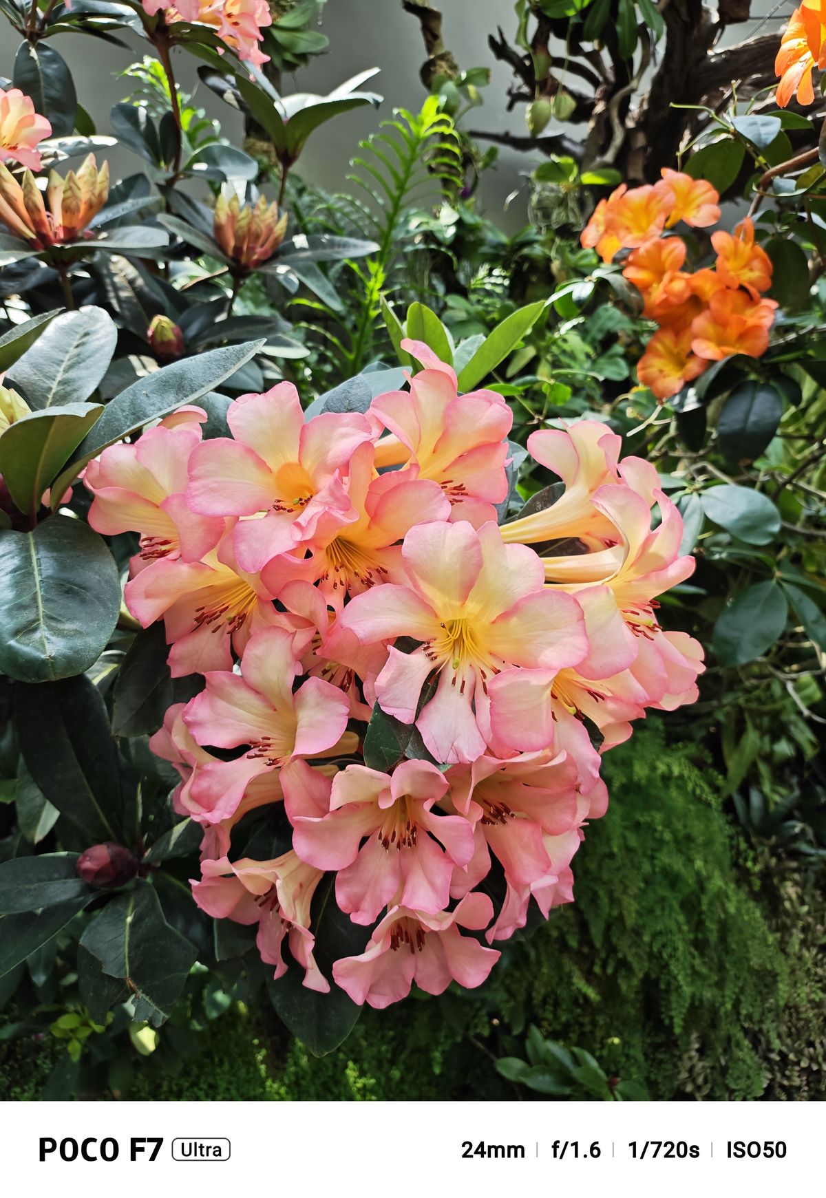 A photo captured on the Poco F7 Ultra