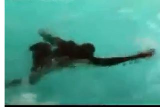 apes-swimming