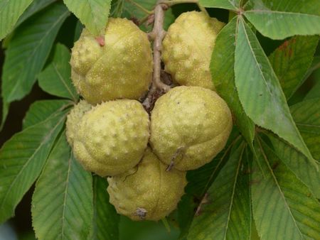 Yellow Fruits On A Buckeye Tree