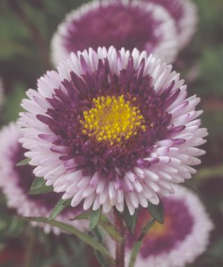 Callistephus chinensis 'Lilliput Blue Moon' (China aster) Close up of white purple and yellow flower.