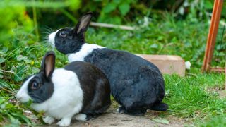 Two black and white rabbits in the garden