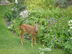 Deer In A Garden