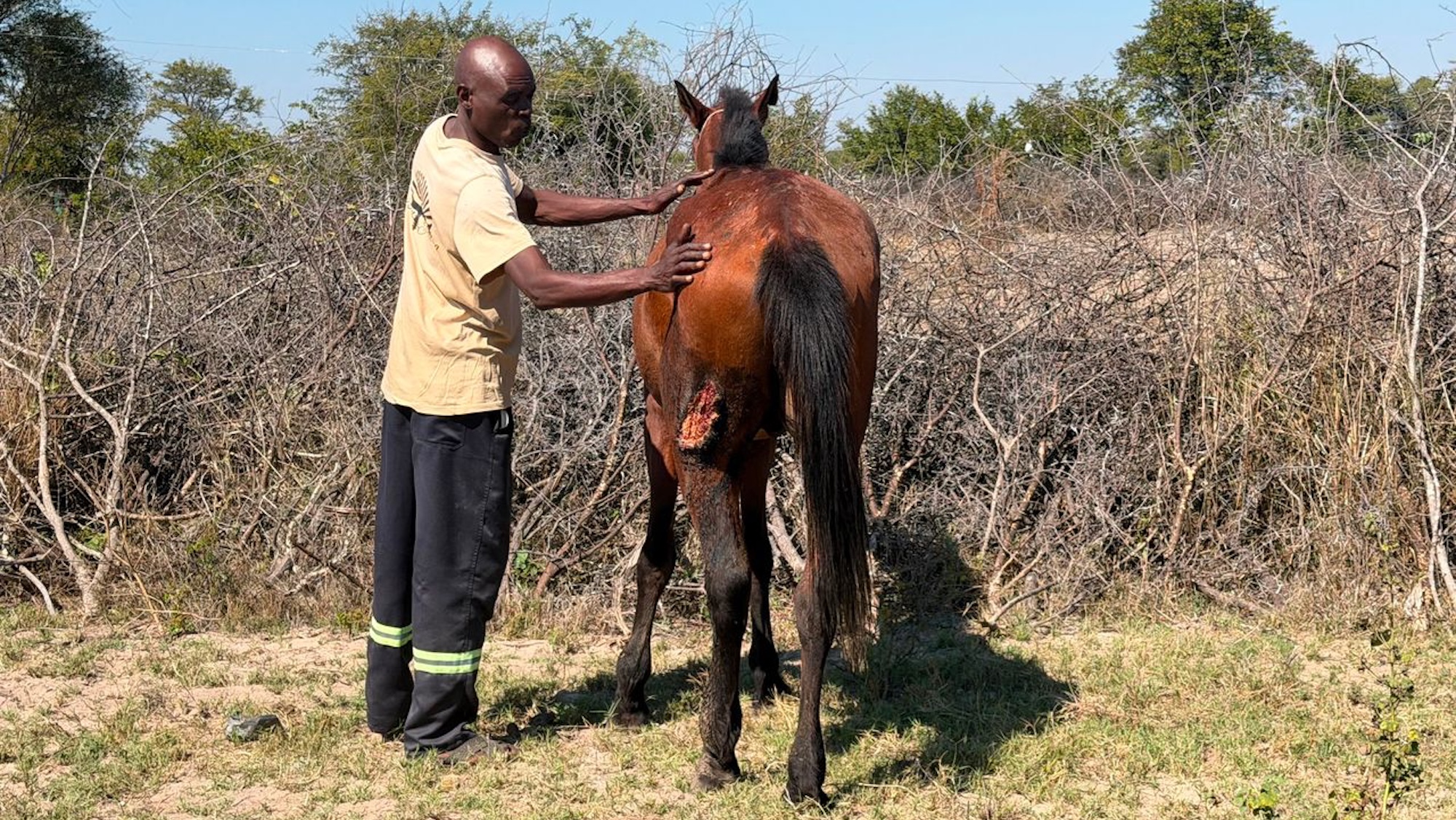 A man holding a bay horse with a wound on its quarters