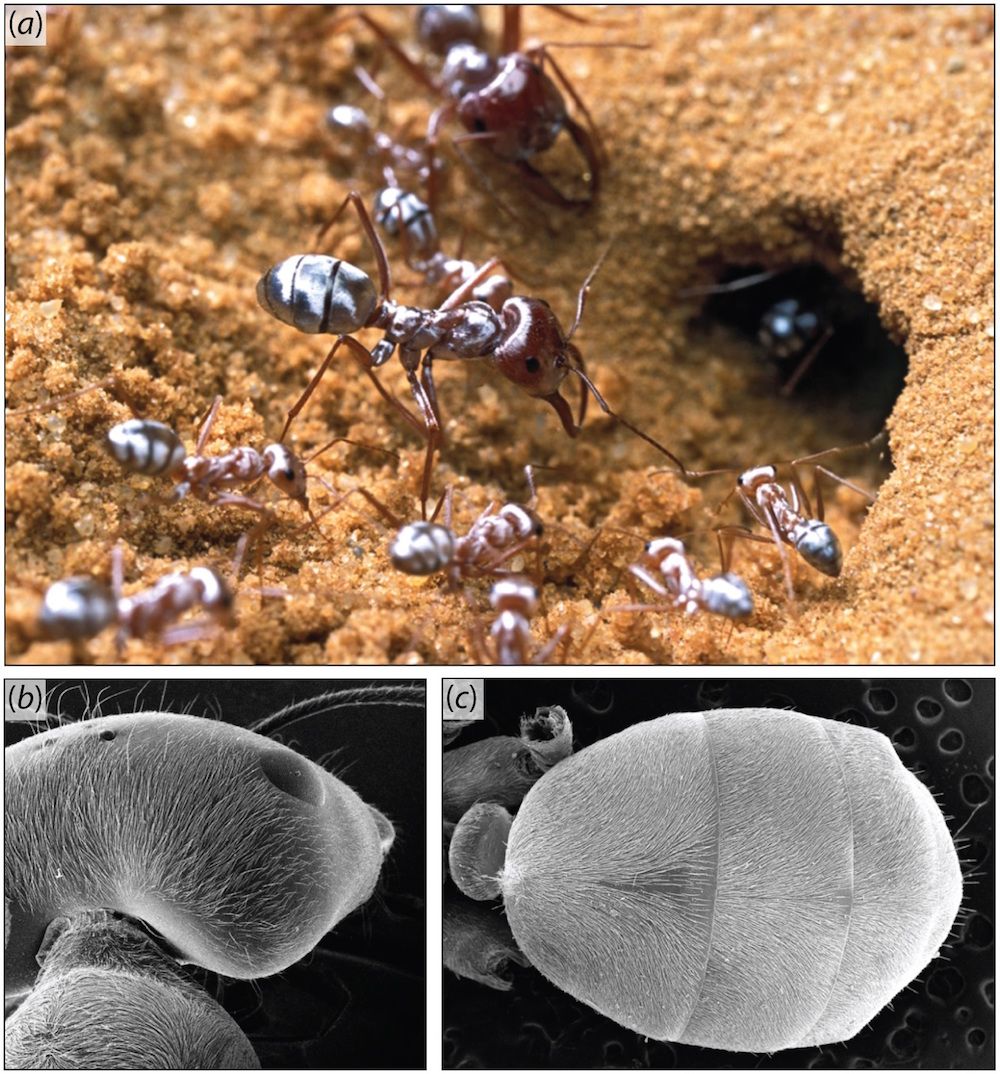 saharan silver ants and their hairs up close