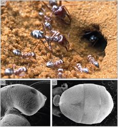 saharan silver ants and their hairs up close