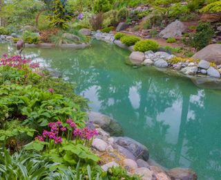 natural plunge pool surrounded by plants