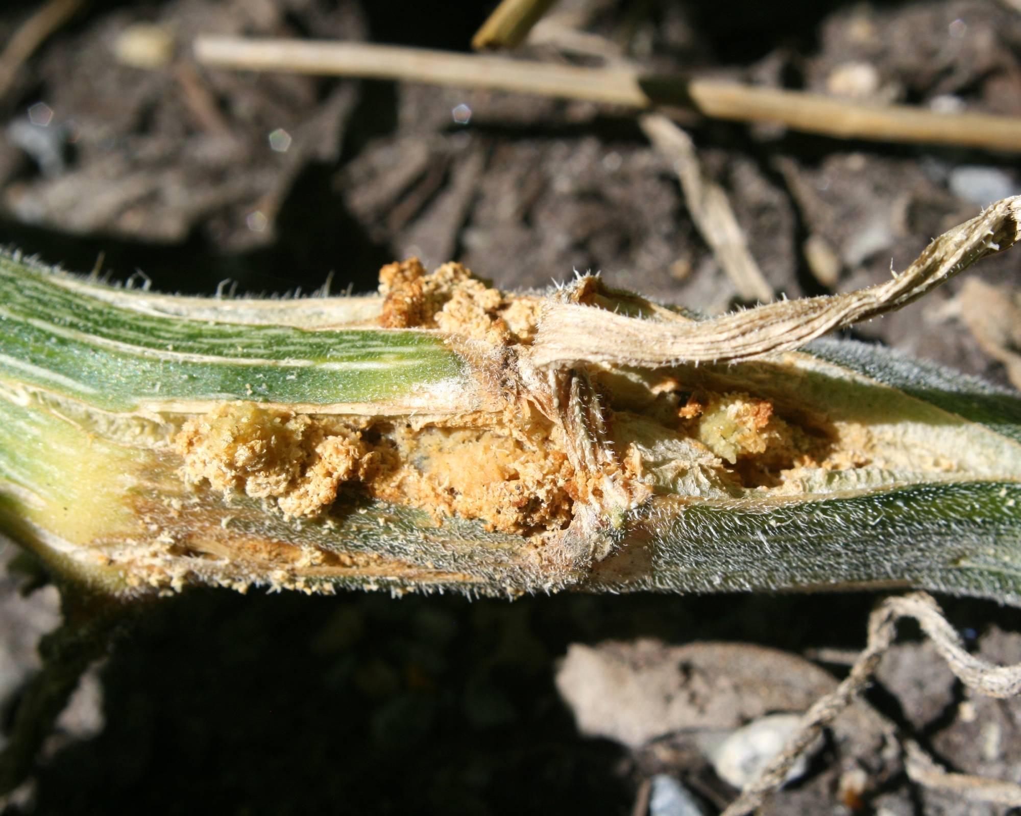 Squash vine borer in pumpkin vine