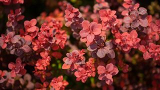 Japanese Barberry plant