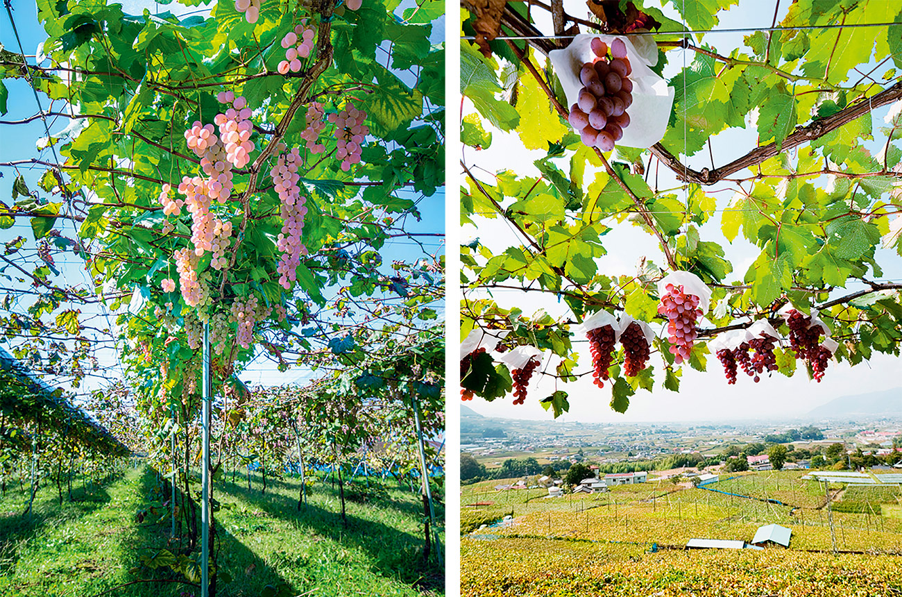 Koshu grapes growing in the traditional pergola system and using paper hats to protect them from the sun and rain