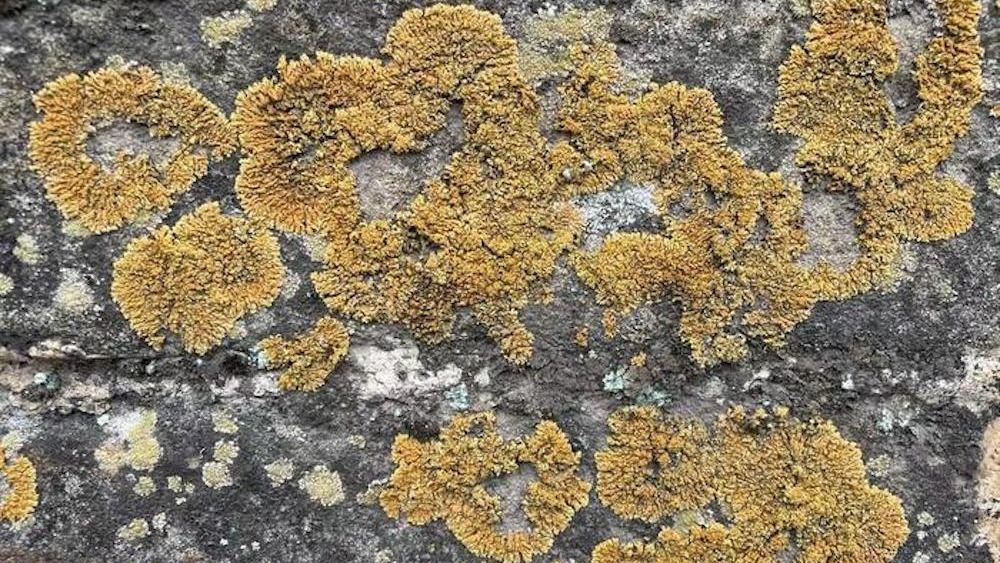 A close-up of organic material growing on the Great Wall of China.