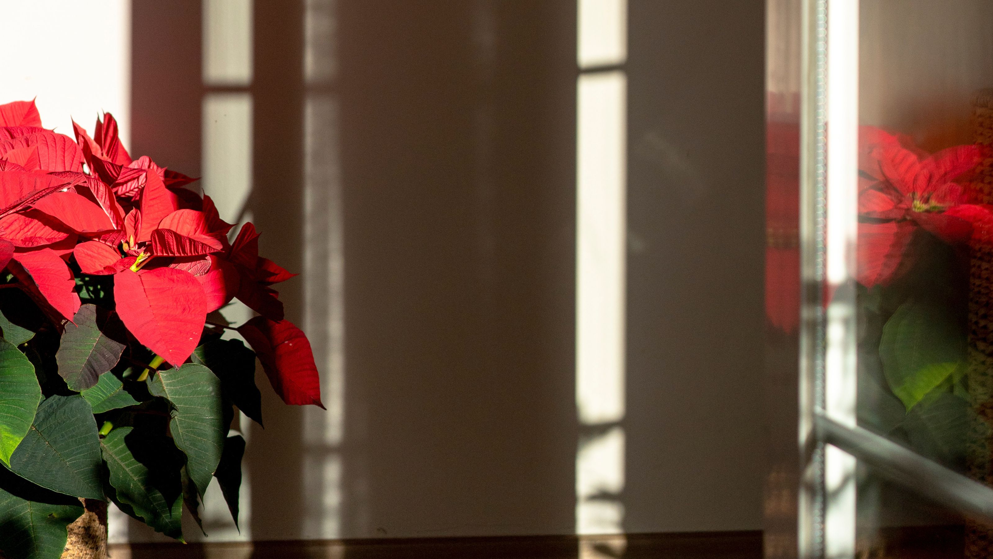 Poinsettia plant in hallway