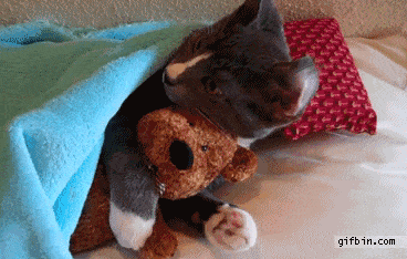 Cat Snuggled on Couch with Teddy Under Blanket