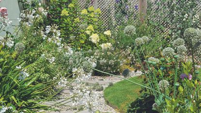 A garden path of pavers and gravel, with beds planted with alliums and flowering plants, and flowering plants on a trellis fence. Pub Orig. A former sloping garden, redesigned and terraced cottage garden in a village in Dorset, home of Judith and Michael Rust. 