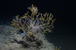 Coral colony impacted by Deepwater Horizon oil spill