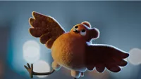   Robin Robin
