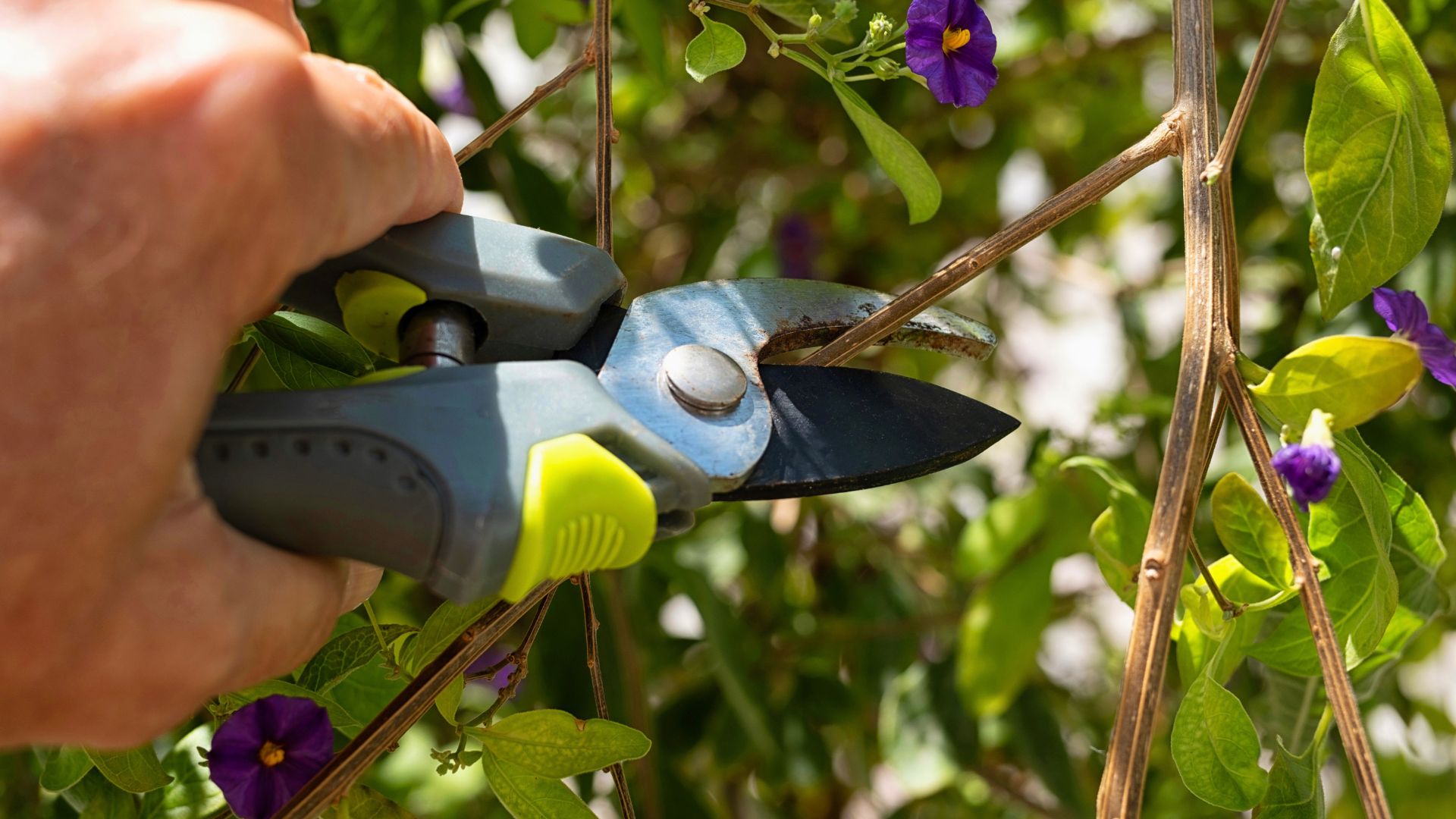 picture of secateurs being used on plant in garden