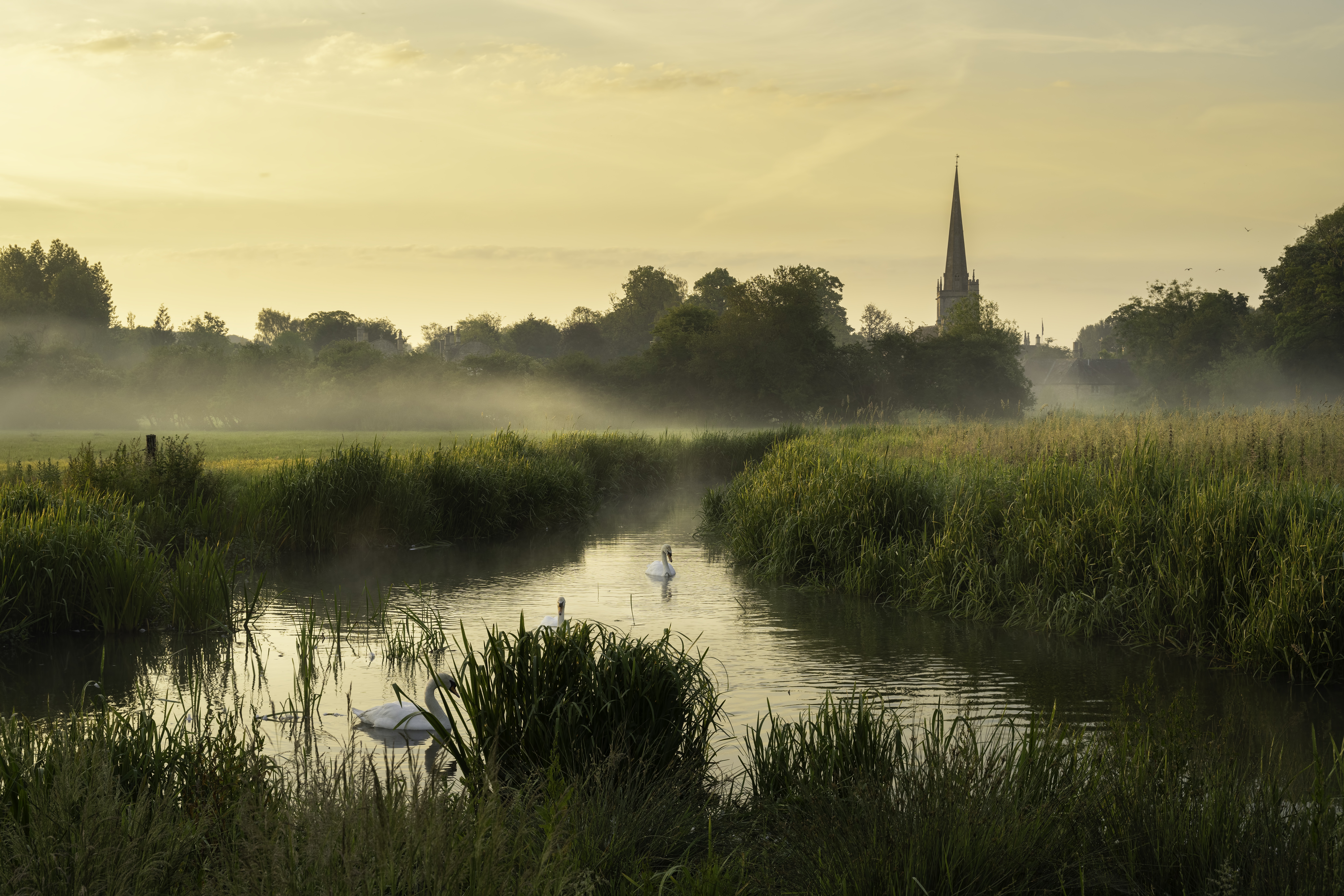 Three swans swim in a river with a misty sunrise and church spire in the background