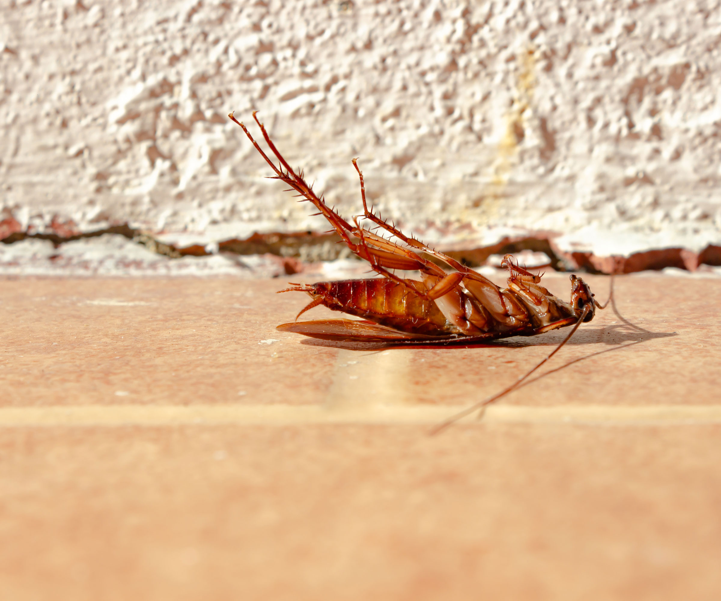 cockroach lying in front of home brickwork near crack