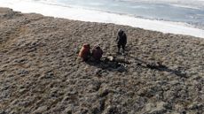 The excavations of the mammoth skeleton on Kotelny Island this summer show it was deliberately butchered by Stone Age humans around 26,000 years ago.