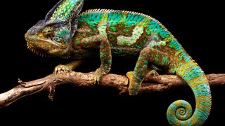 Chameleon