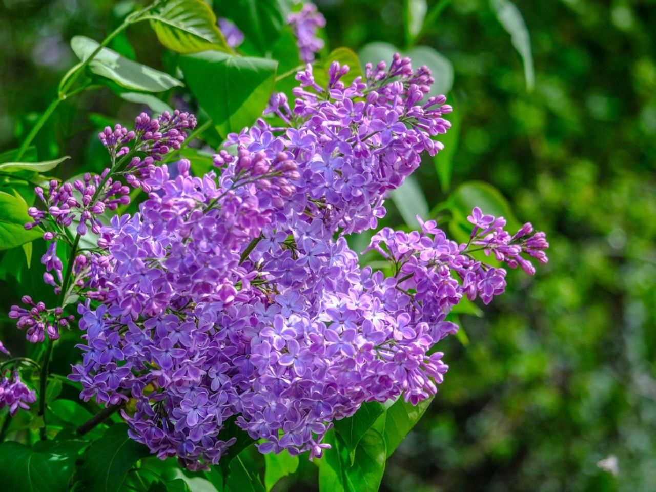 Purple Lilacs