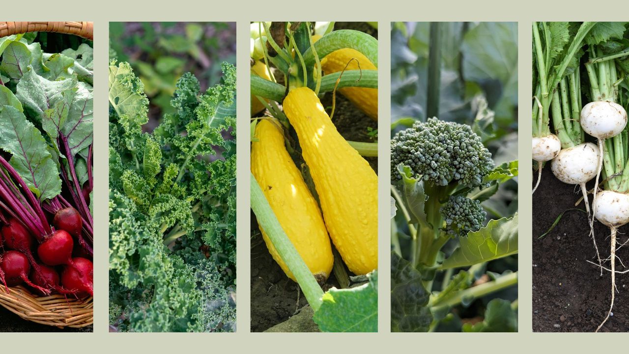  Compilation image of beets, kale, squash, broccoli and turnips to show what vegetables to plant in August