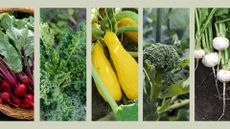  picture of beets, kale, squash, broccoli and turnips