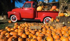 Dozens of pumpkins sit in front of an old red truck