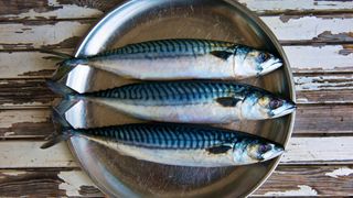 Mackerel