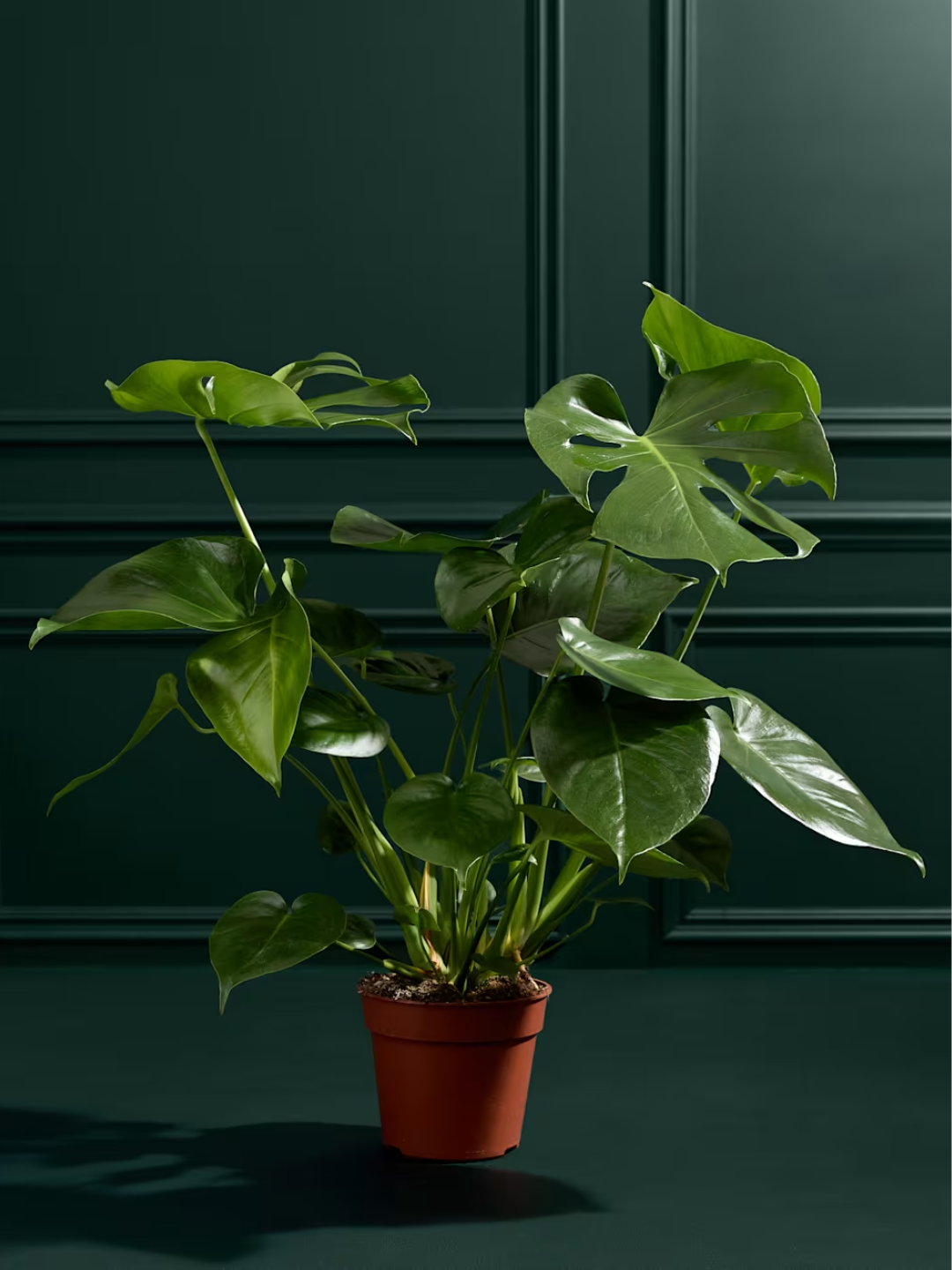 A potted monstera plant from M&amp;amp;S