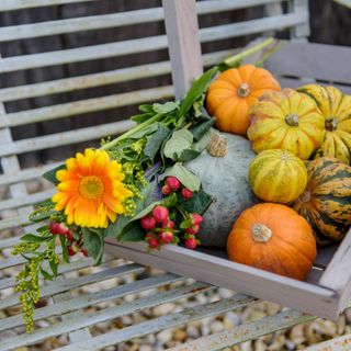A basket of harvested pumpkins and flowers on a garden bench