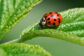 A Harlequin ladybird on a leaf.