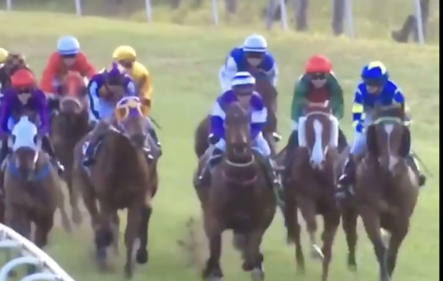 broken bridle racehorse