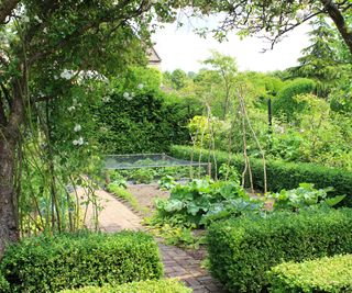 Rhubarb