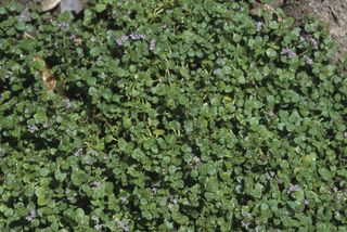 Leaves of Corsican Mint Mentha requienii