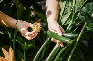 a zucchini plant