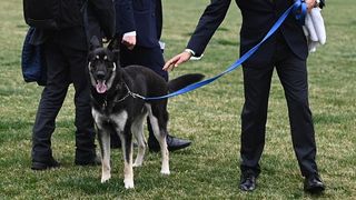 Major Biden dog bite incident 