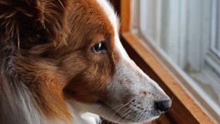 Shetland Sheepdog