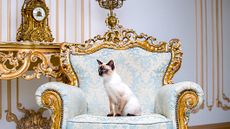 A rare breed of cat (Mekongsky Bobtail) sits within European Baroque architecture on a retro, vintage-chic royal armchair in the 18th-century Palace of Versailles. 