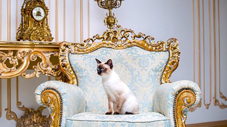 A rare breed of cat (Mekongsky Bobtail) sits within European Baroque architecture on a retro, vintage-chic royal armchair in the 18th-century Palace of Versailles. 
