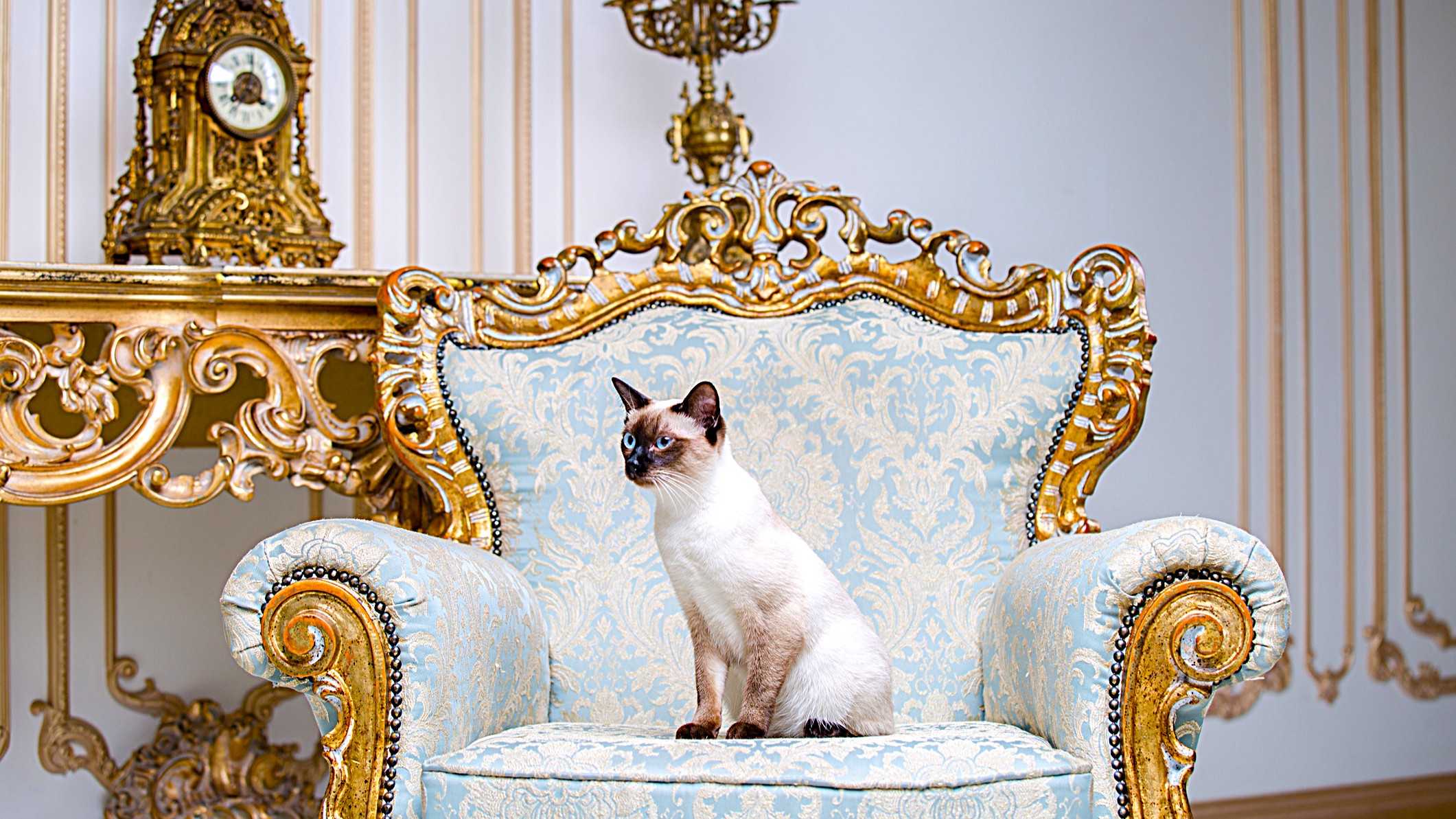 A rare breed of cat (Mekongsky Bobtail) sits within European Baroque architecture on a retro, vintage-chic royal armchair in the 18th-century Palace of Versailles. 