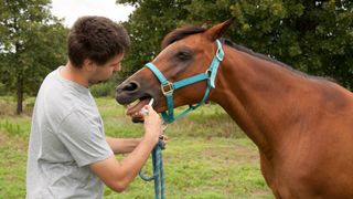 Horse being dewormed in field