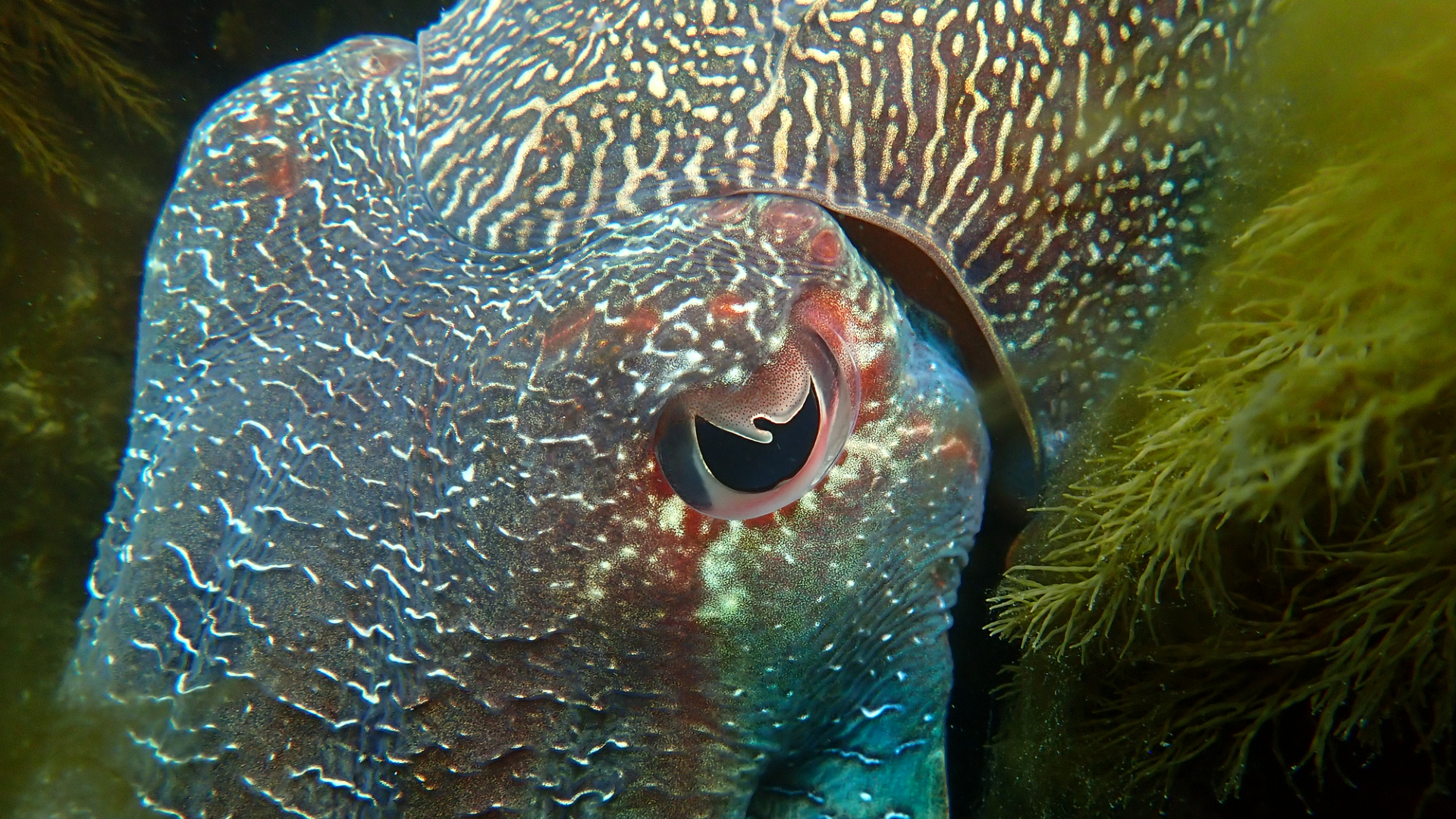 A close up image of a blue and brown iridescent cuttlefish next to some leafy green foliage. The cuttlefish's w-shaped pupil is seen in the center of the image.
