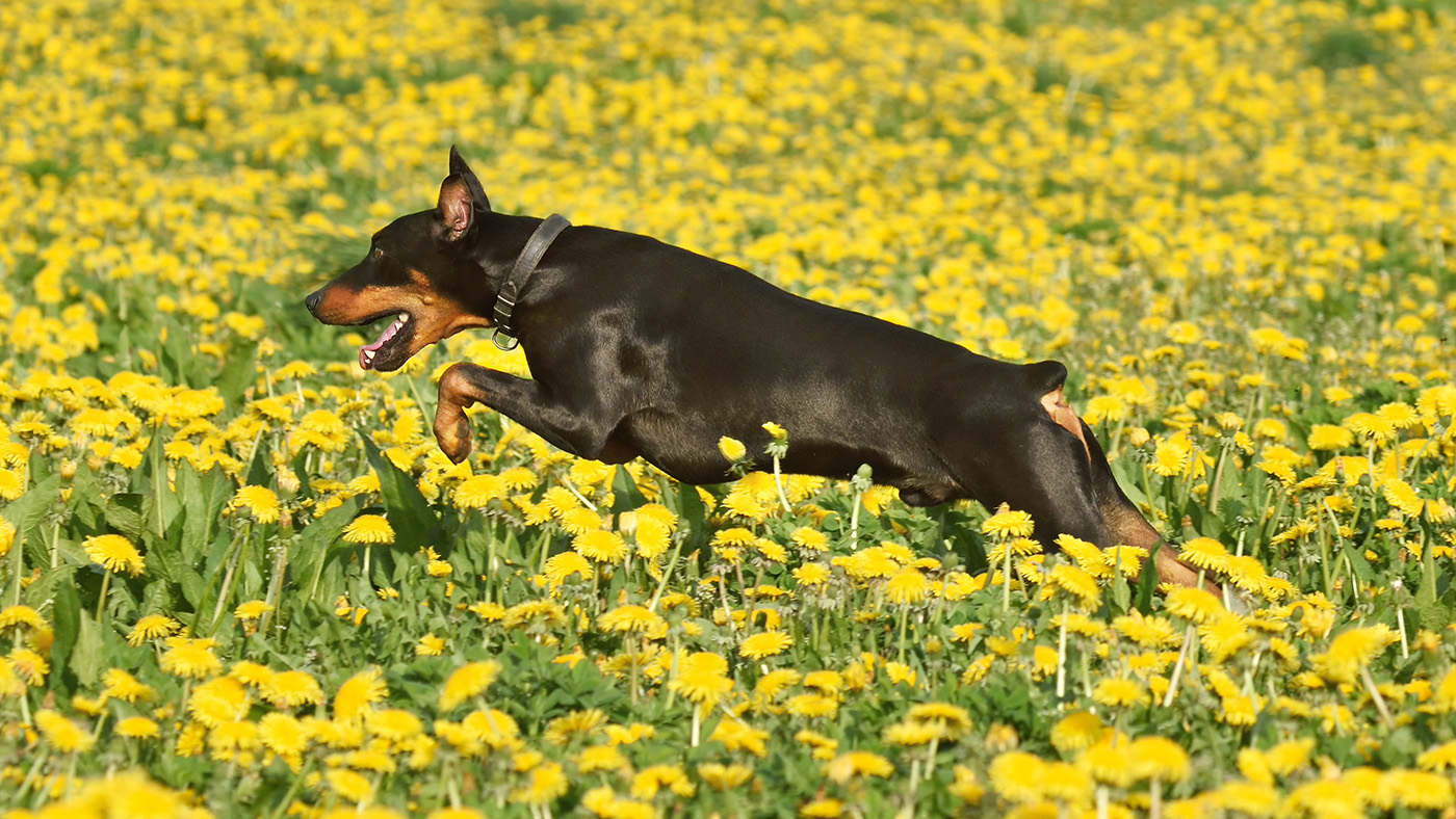 Doberman Pinscher jumping through rape field