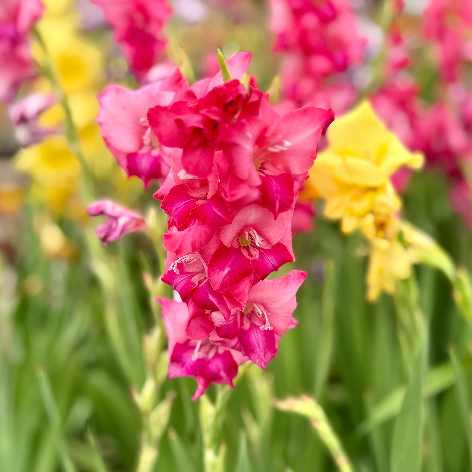 pink and yellow Gladiolus in garden
